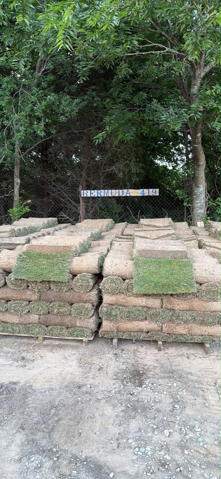 Bermuda 419 sod pallets