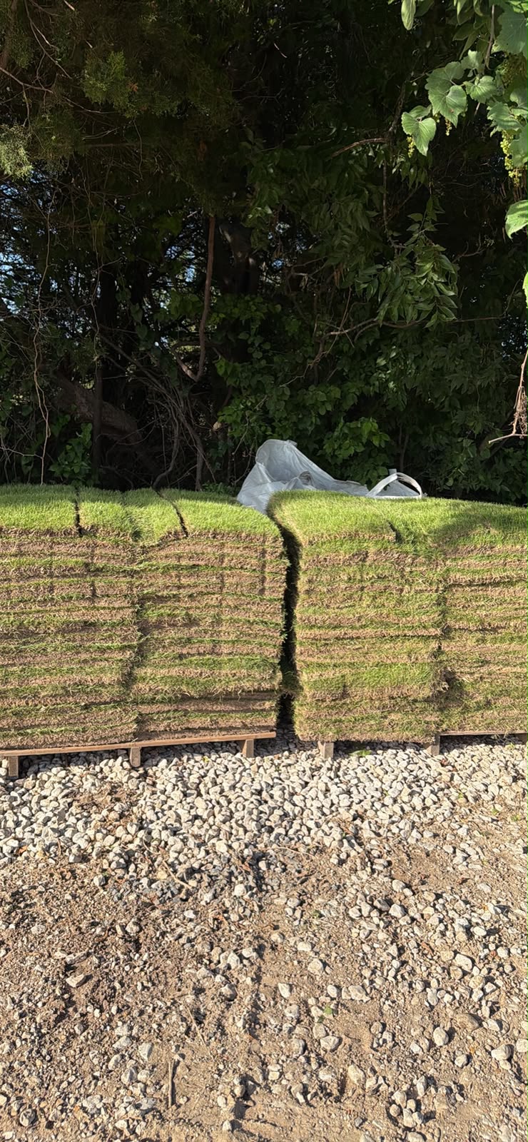 Zoysia sod pallets